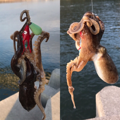 久々シーバスマルチ〜イイダコ