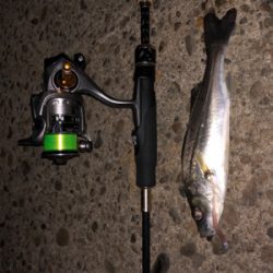 新年初釣りライトゲーム