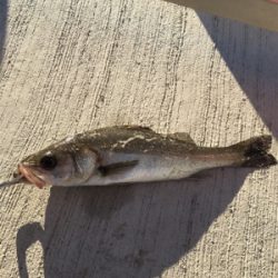 ガシラのアタリ連発