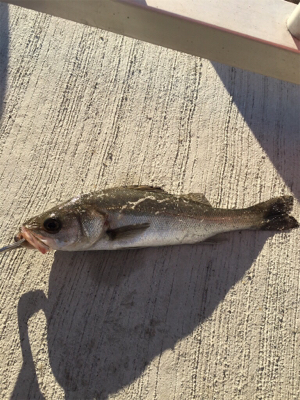 ガシラのアタリ連発