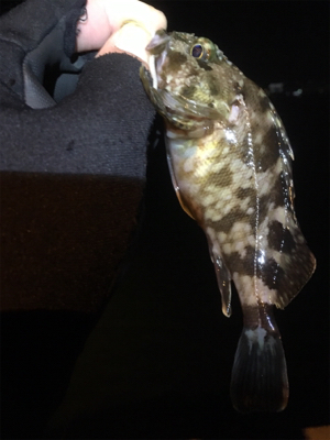 餌には勝てない？