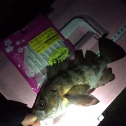 竿始め!寒いけど熱いぞメバル(*´ω`*)