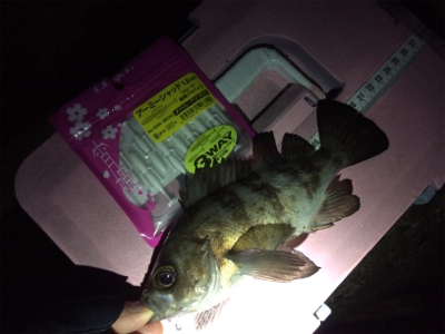 竿始め!寒いけど熱いぞメバル(*´ω`*)