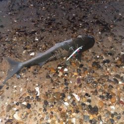 【須磨】【1月】正月シーズンでもタチウオ釣れます!