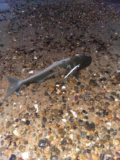 【須磨】【1月】正月シーズンでもタチウオ釣れます!