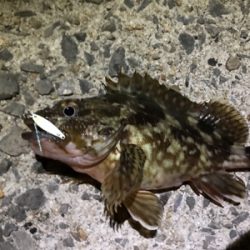 壱岐島釣行最終日