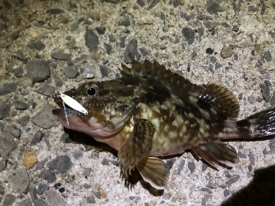 壱岐島釣行最終日