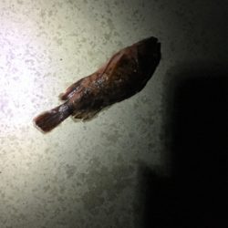 久々新年初フィッシュ