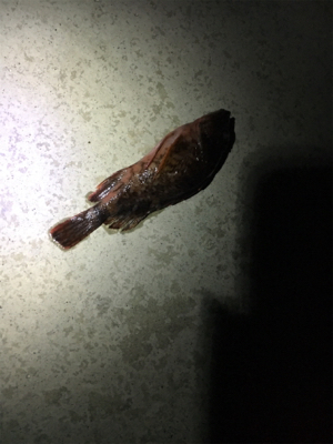 久々新年初フィッシュ