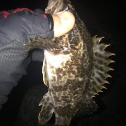 根魚よく釣れます