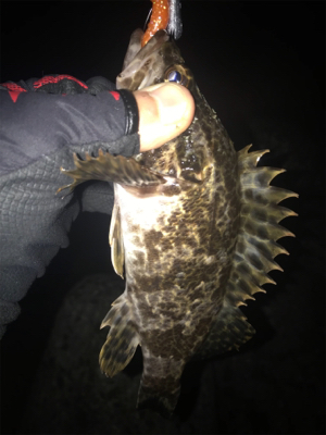 根魚よく釣れます
