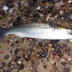 【須磨】冬でも連日陸っぱり良型タチウオ釣れた!