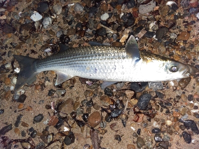 【須磨】冬でも連日陸っぱり良型タチウオ釣れた!