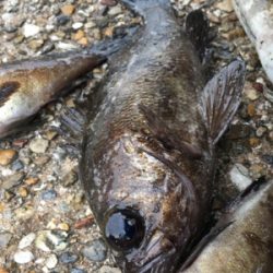 朝からライトゲーム