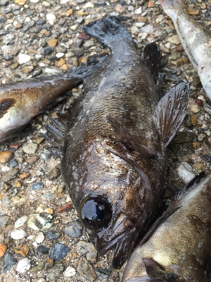 朝からライトゲーム