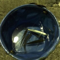 アジング・メバリング