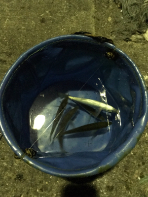 アジング・メバリング