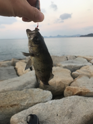 初釣りは穴釣り