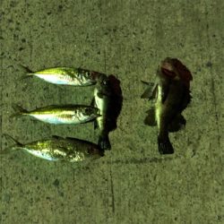 平成31年初釣り！