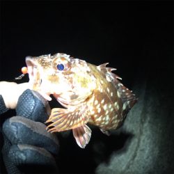 大阪湾奥アジング 初釣り