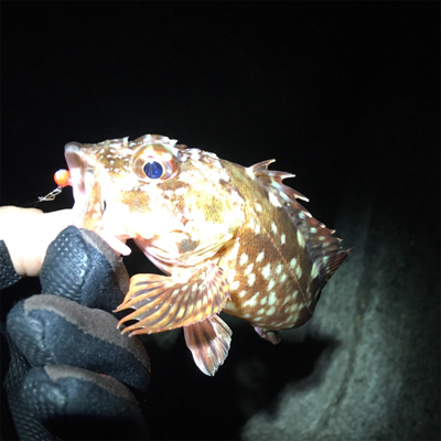 大阪湾奥アジング 初釣り