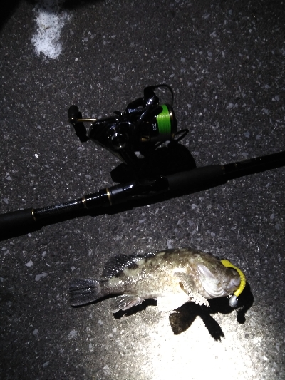 2019　初釣りはガシラ