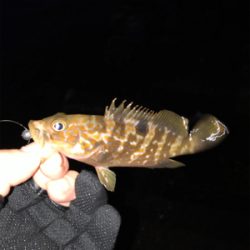 メバルを求めて①