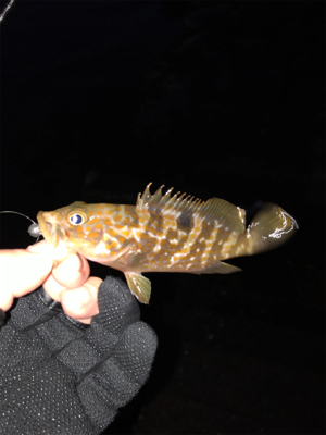 メバルを求めて①