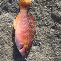 まさかのイシダイ