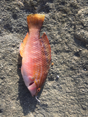 まさかのイシダイ