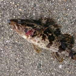 江田島でデイメバリング！