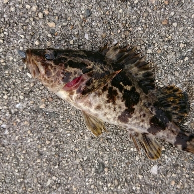 江田島でデイメバリング！