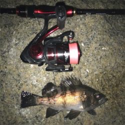 メバルプラッキング