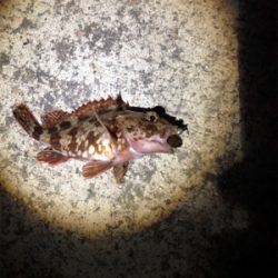 アジング終了?!