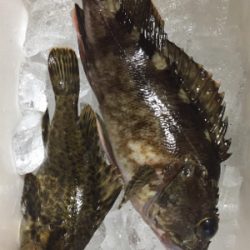今年2回目で、25cmのメバル釣れました。