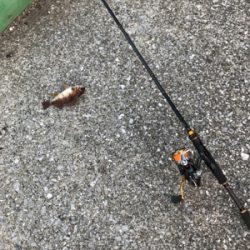 栖本ライトゲーム