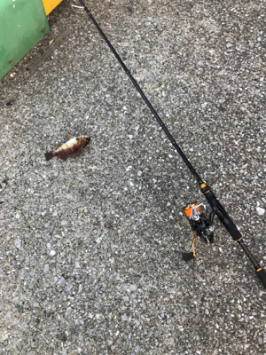 栖本ライトゲーム