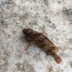 デイライトゲーム