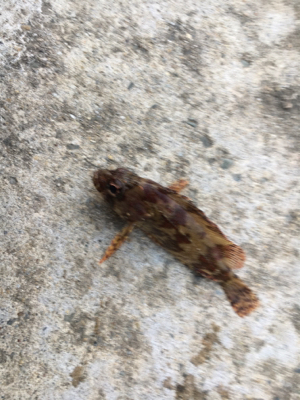 デイライトゲーム