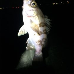 マリンピア沖洲でメバリング