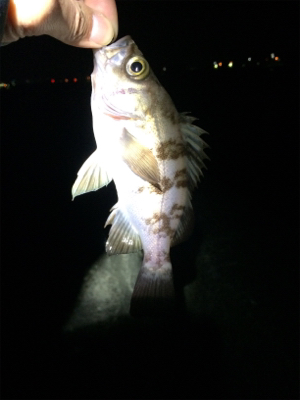 マリンピア沖洲でメバリング