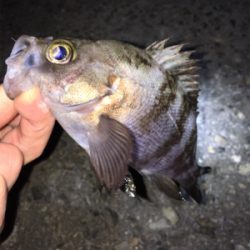 ちょっと渋め?メバリング