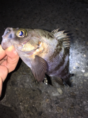 ちょっと渋め?メバリング