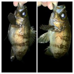 メバリンガー1835〜1915