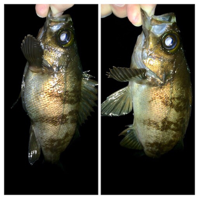 メバリンガー1835〜1915