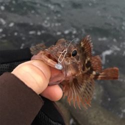 アジング&ライトショアジギング