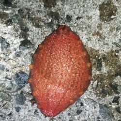 ナイトメバリング