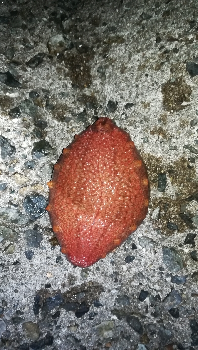 ナイトメバリング