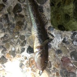 メバリング三回戦(๑╹ω╹๑ )