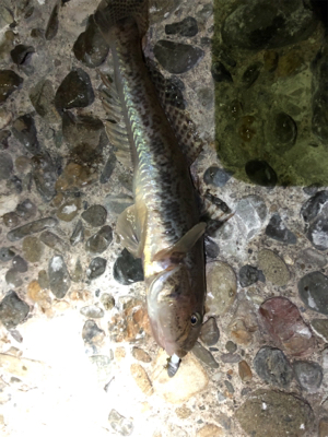 メバリング三回戦(๑╹ω╹๑ )